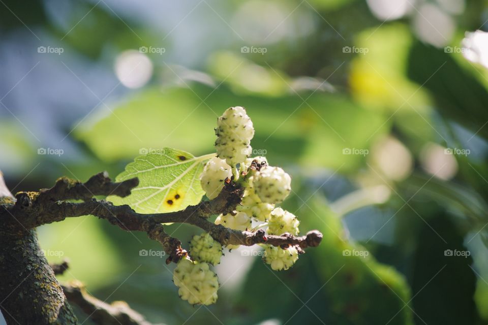 Chinese white mulberries 