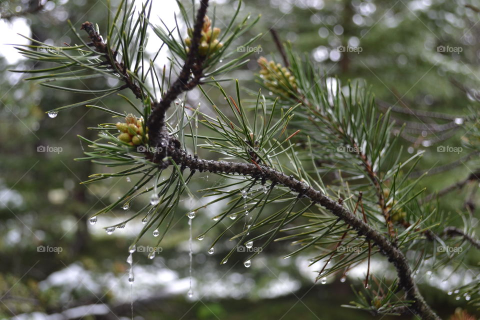 Closeup spruce tree snow melting from bough and spider web  in forest in late spring, water droplets 