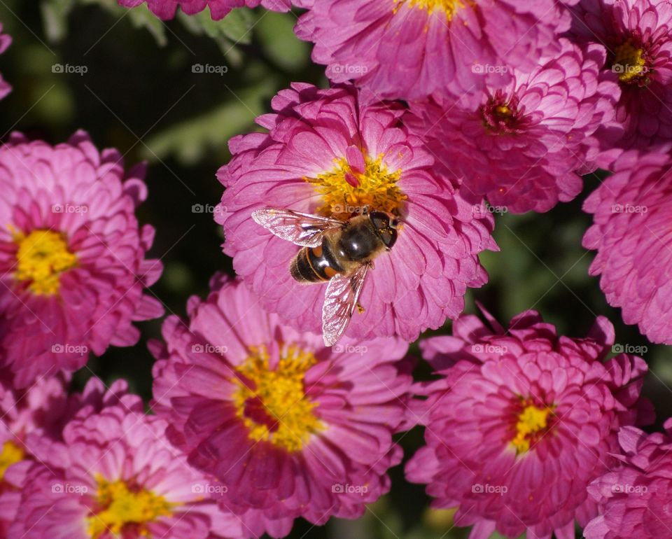 Pink flowers & bee