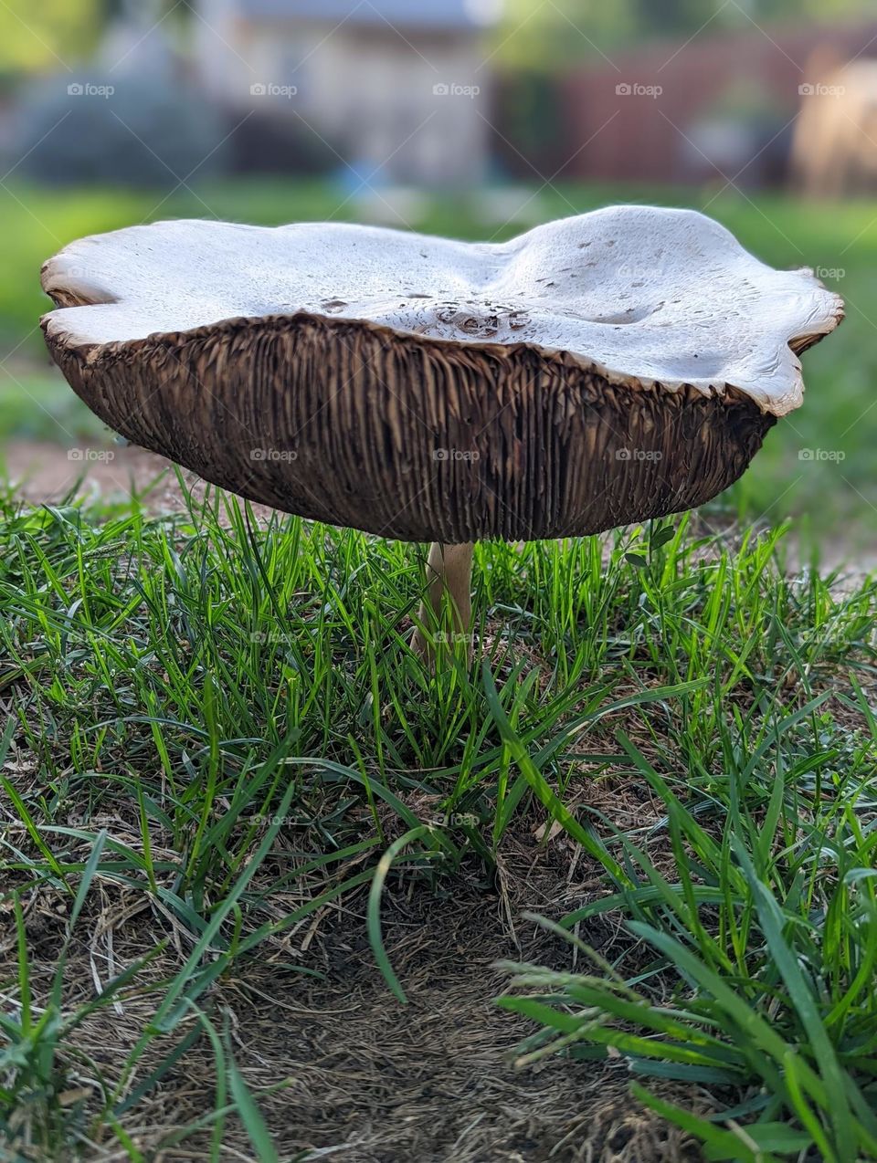 close up mushroom