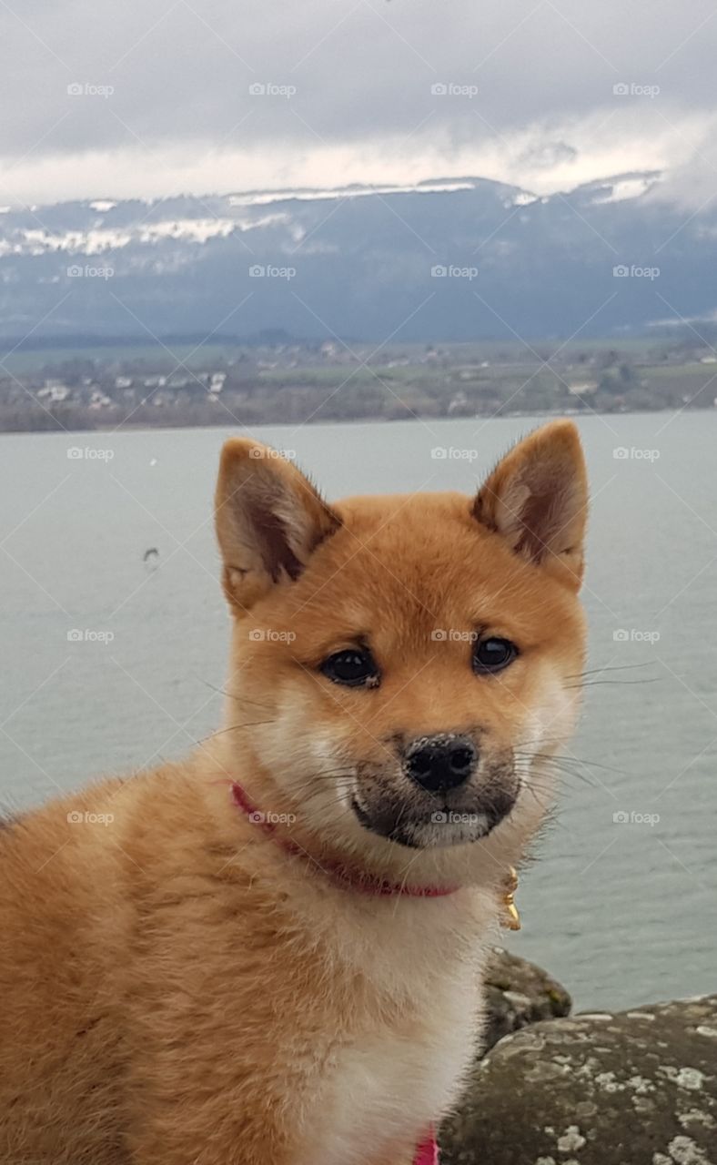chien au bord du lac de Neuchâtel