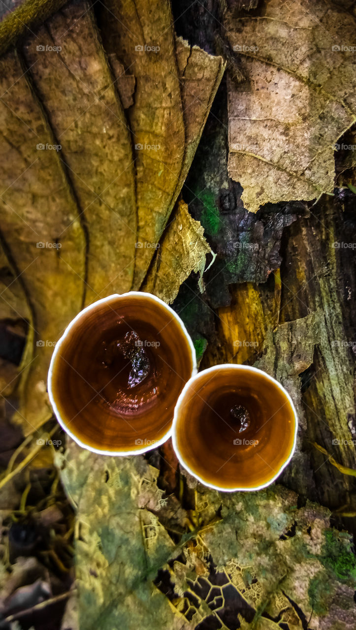 Amazing Nature Close-up mushroom