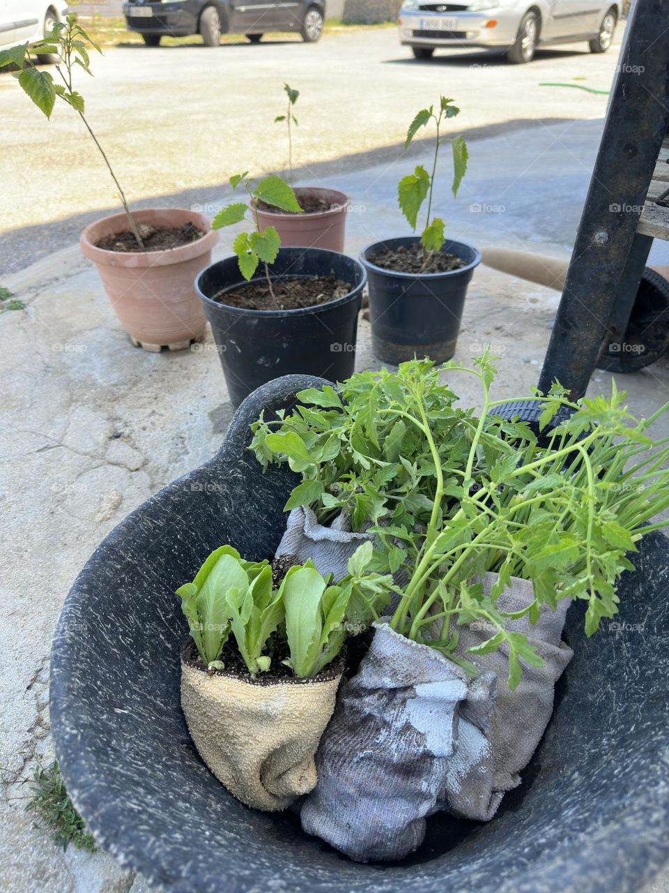 Plants#pots#planting