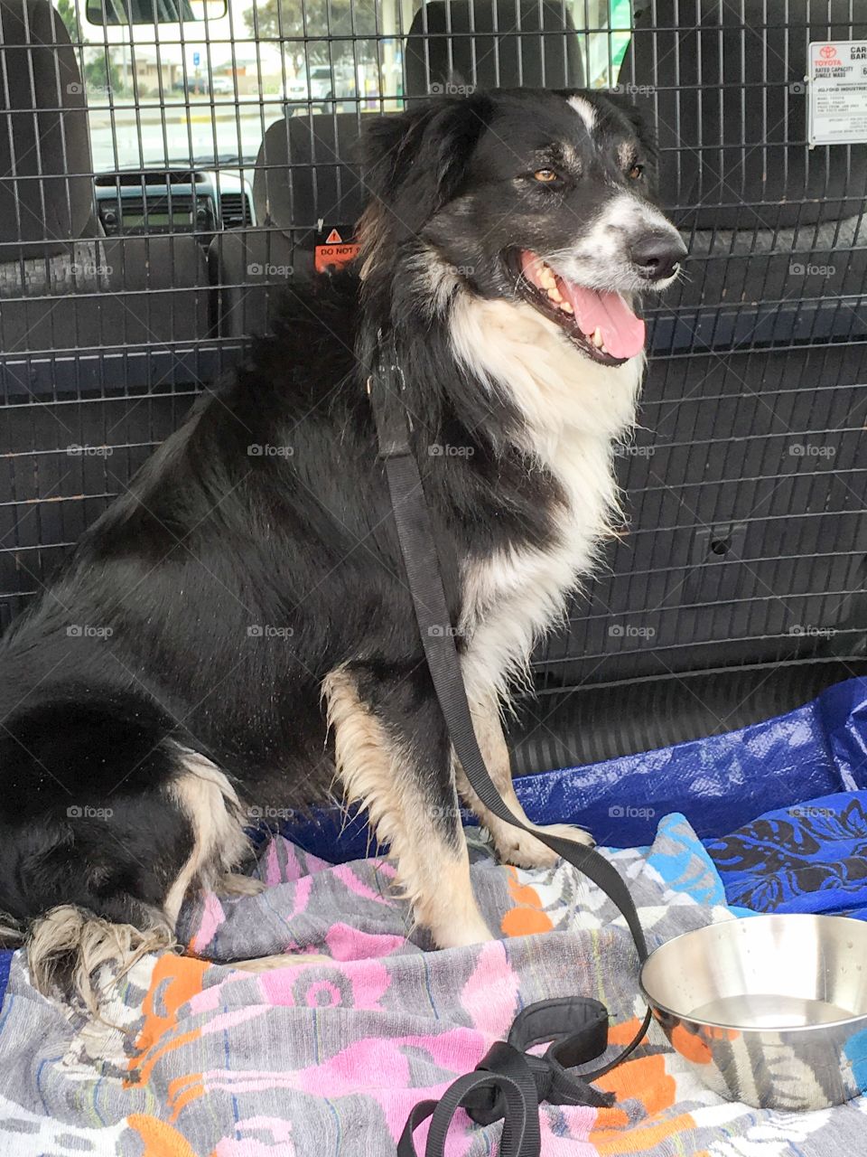 Border collie sheepdog travelling in back of SUV truck