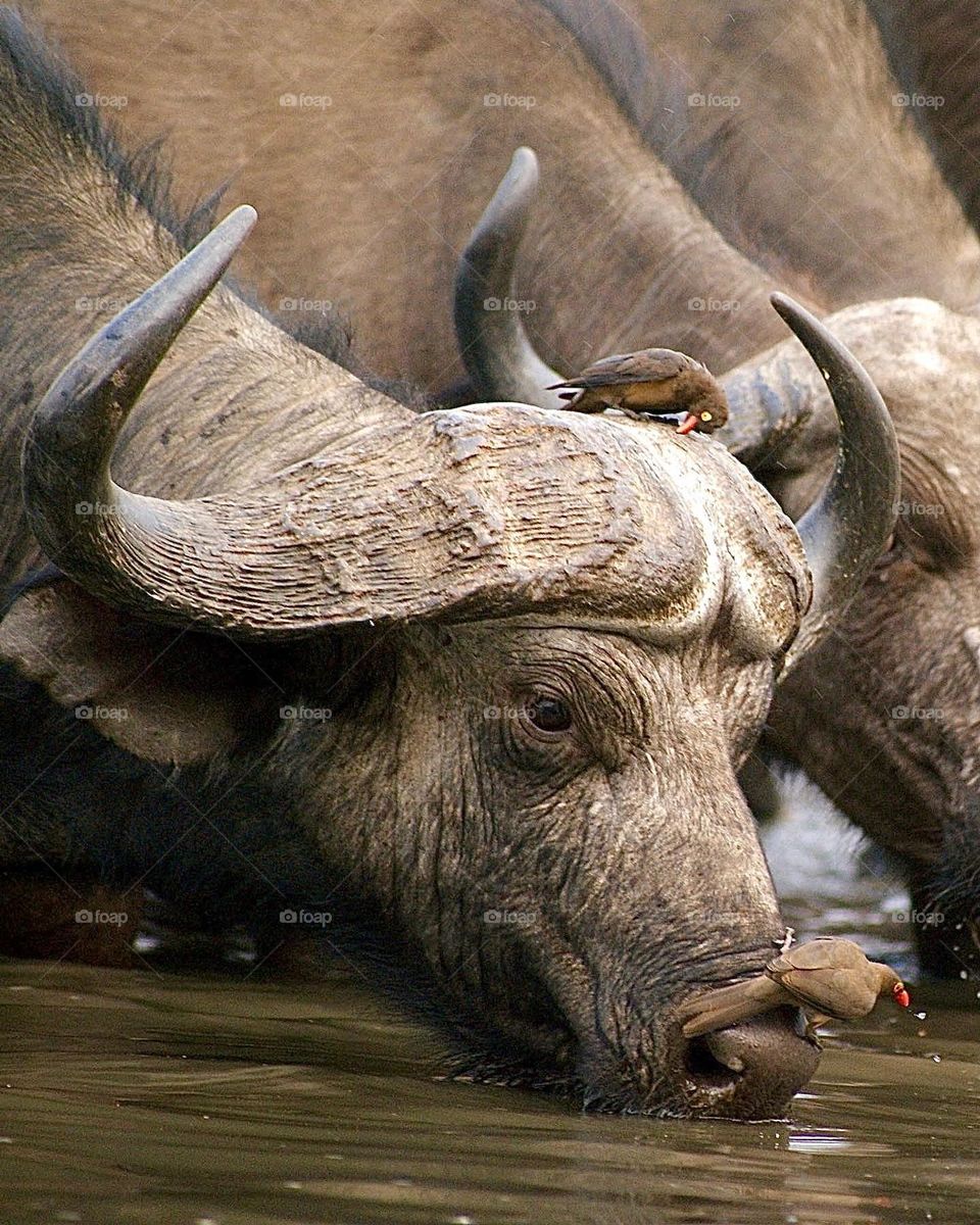 A close up shot of a buffalo drinking water 