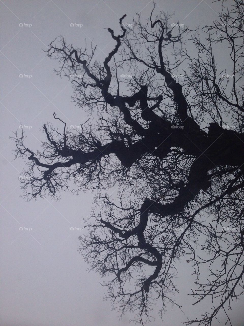 The silhouette of a tree