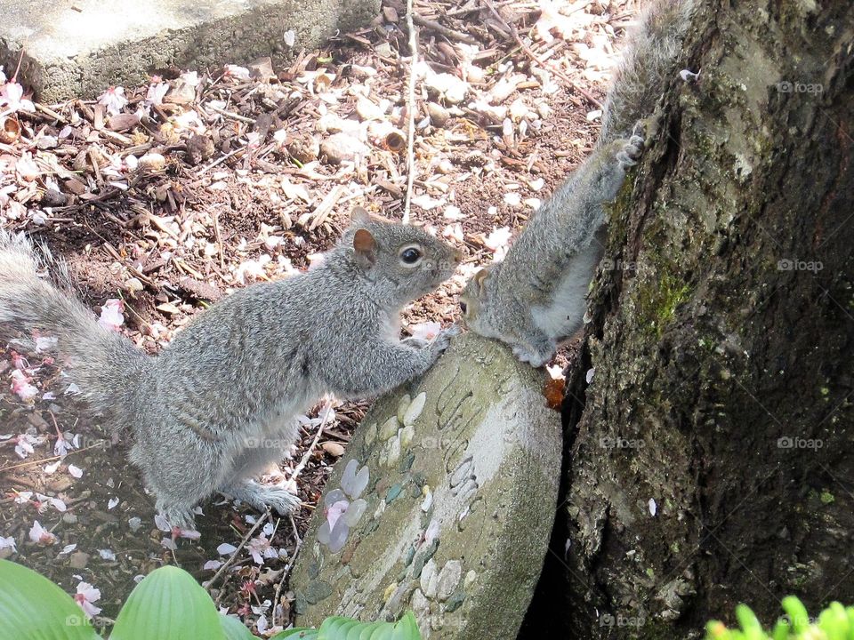 A mother squirrel helping her baby off of a tree trunk 