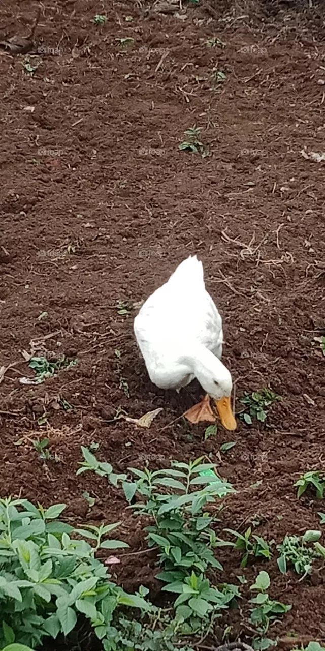 duck