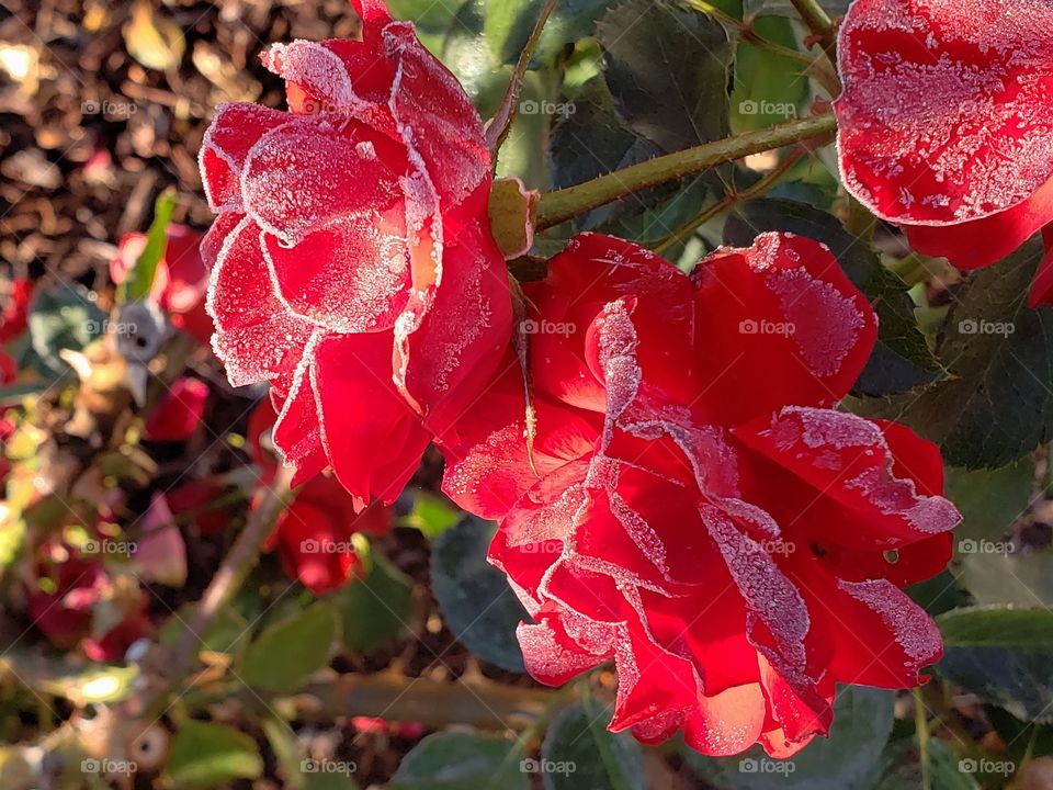 Stunning roses with fresh frost on the petals on a cold fall morning.