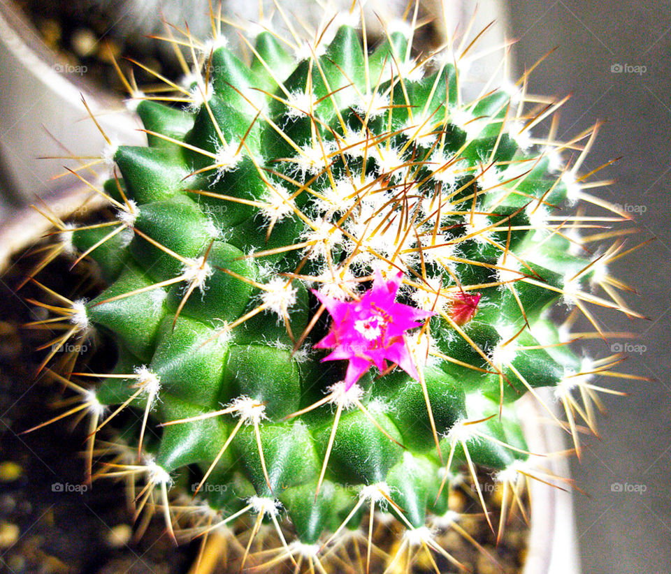 Blooming cactus