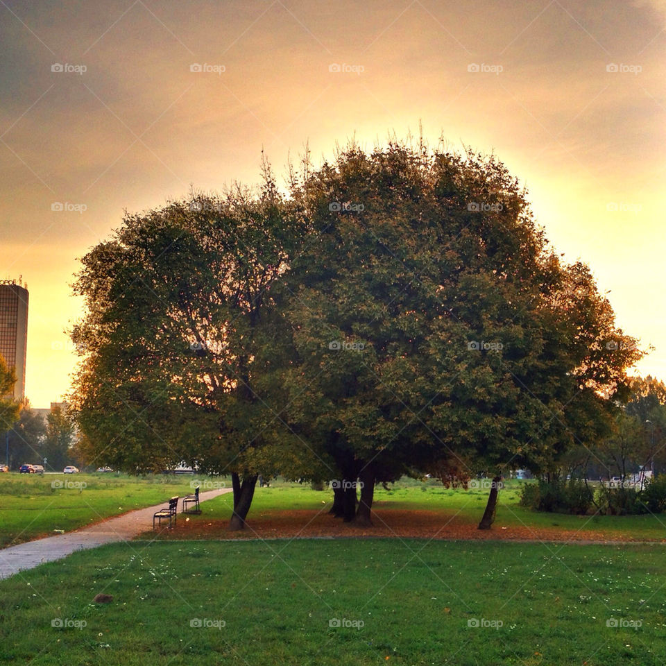 tree bratislava autumn by dxx004