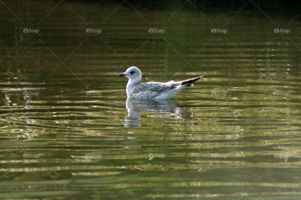 Seagull