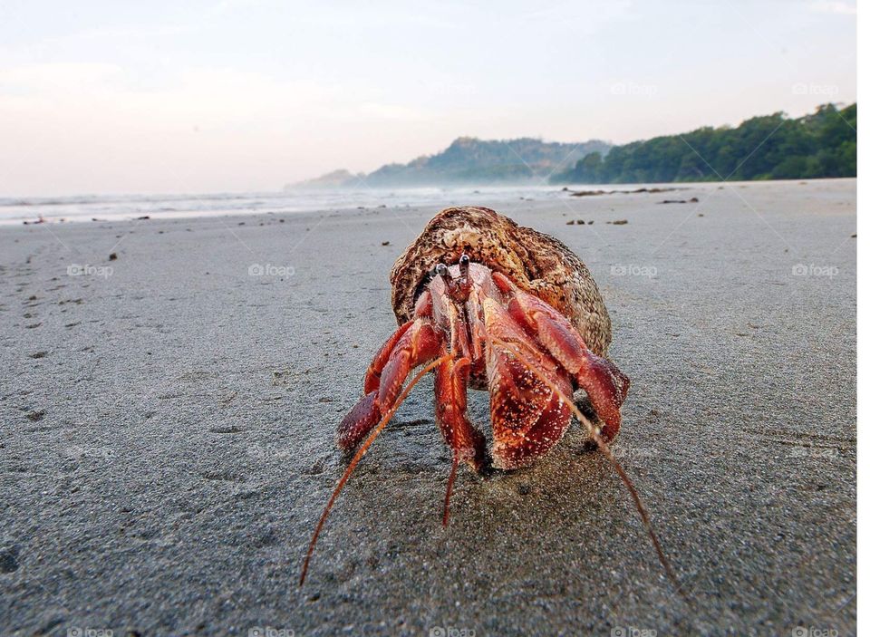 Beach side Awesome Insect