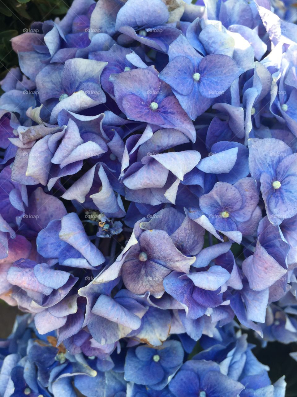 Hydrangea flowers at Wimbledon 2018! Their elegant colors draw attention from everyone. 