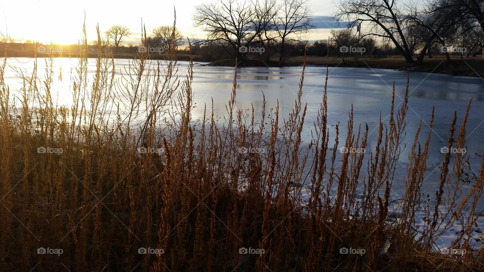 Frozen Pond Reflection
