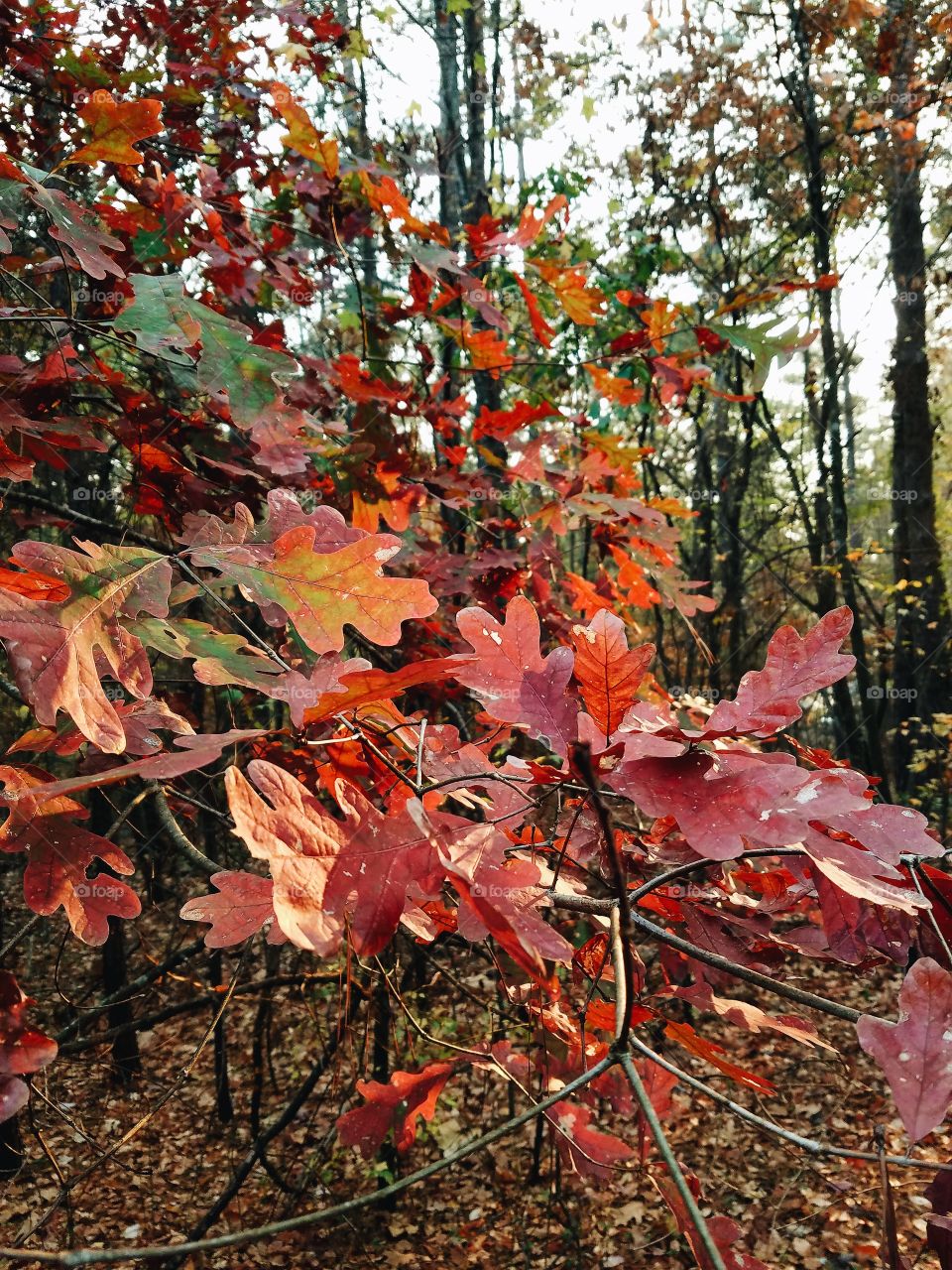 Fall Leaves, GA, USA