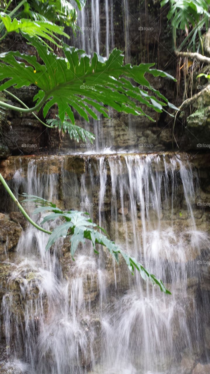 waterfall close up. krohn conservatory Cincinnati Ohio