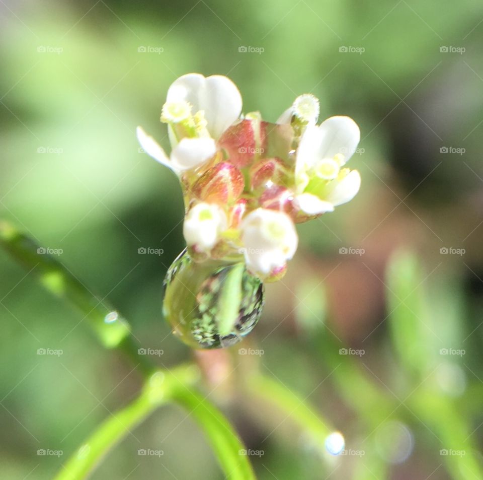 Drops of water in nature