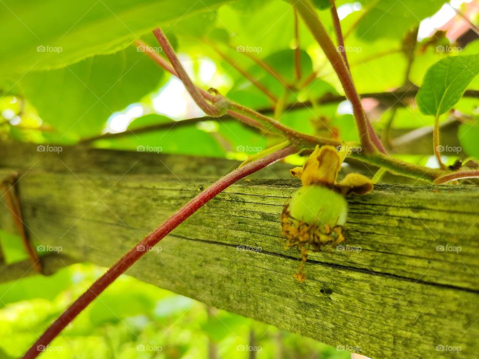 my kiwi grows