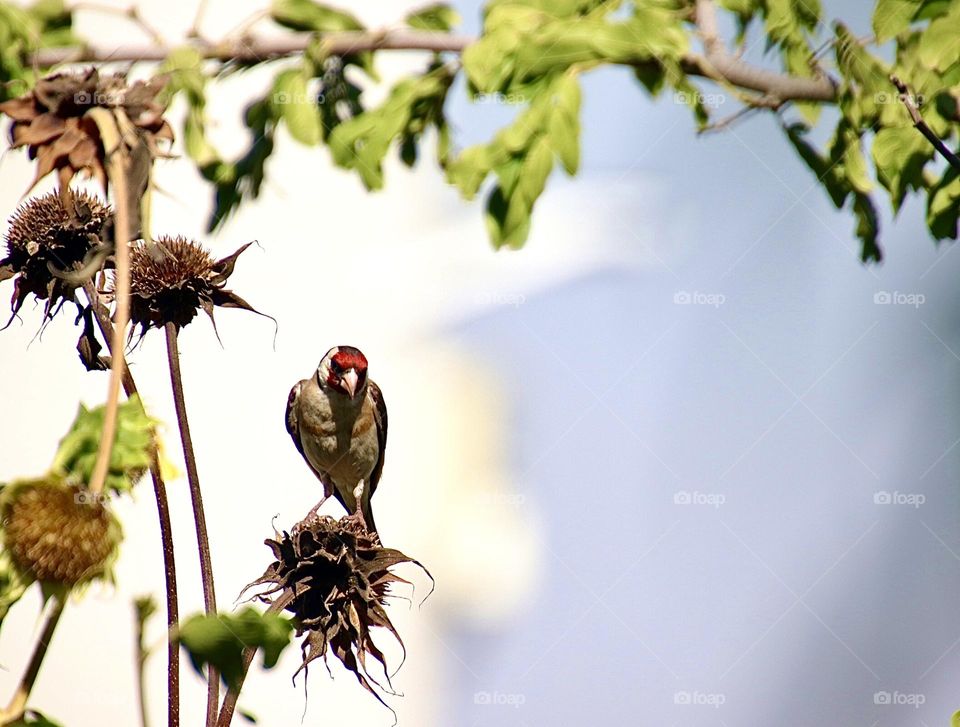 A grey bird with black wings and red face standing on a sunflower with no petals 