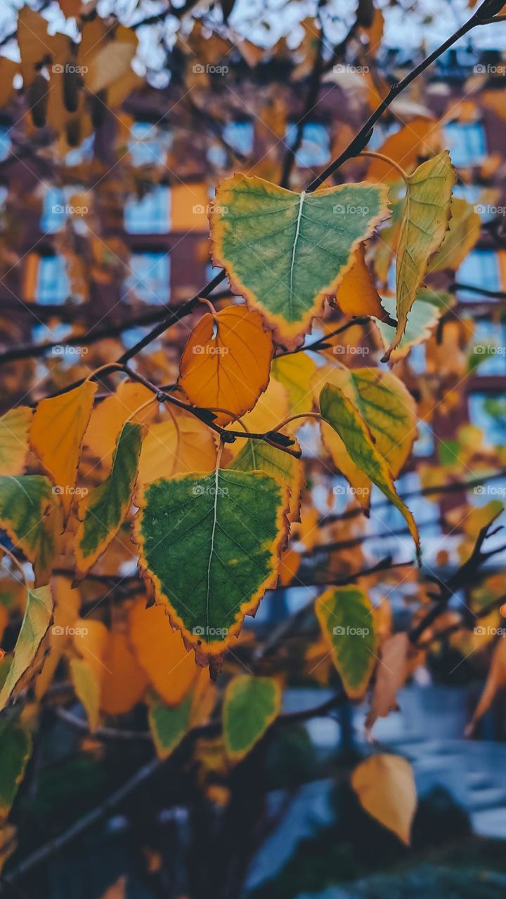 autumnal leaves