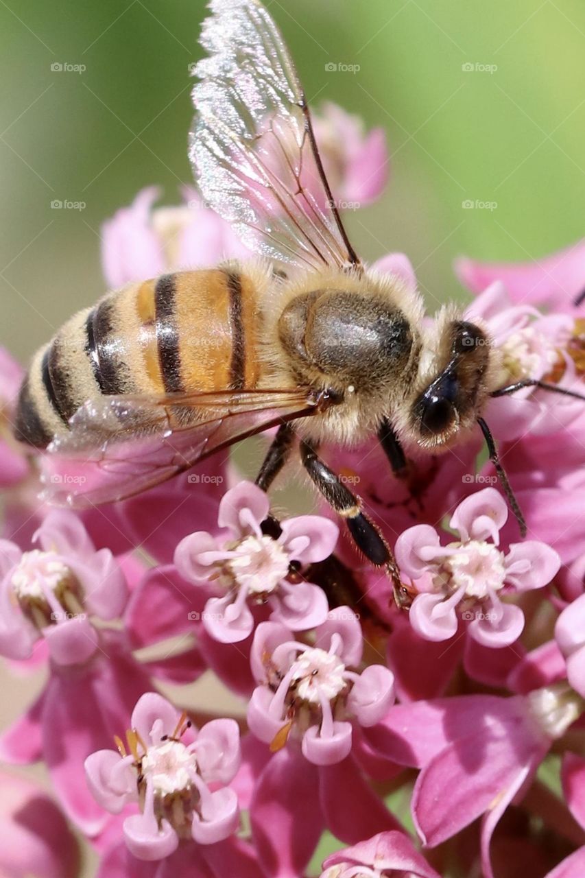 Honey bee on milkweed flowers