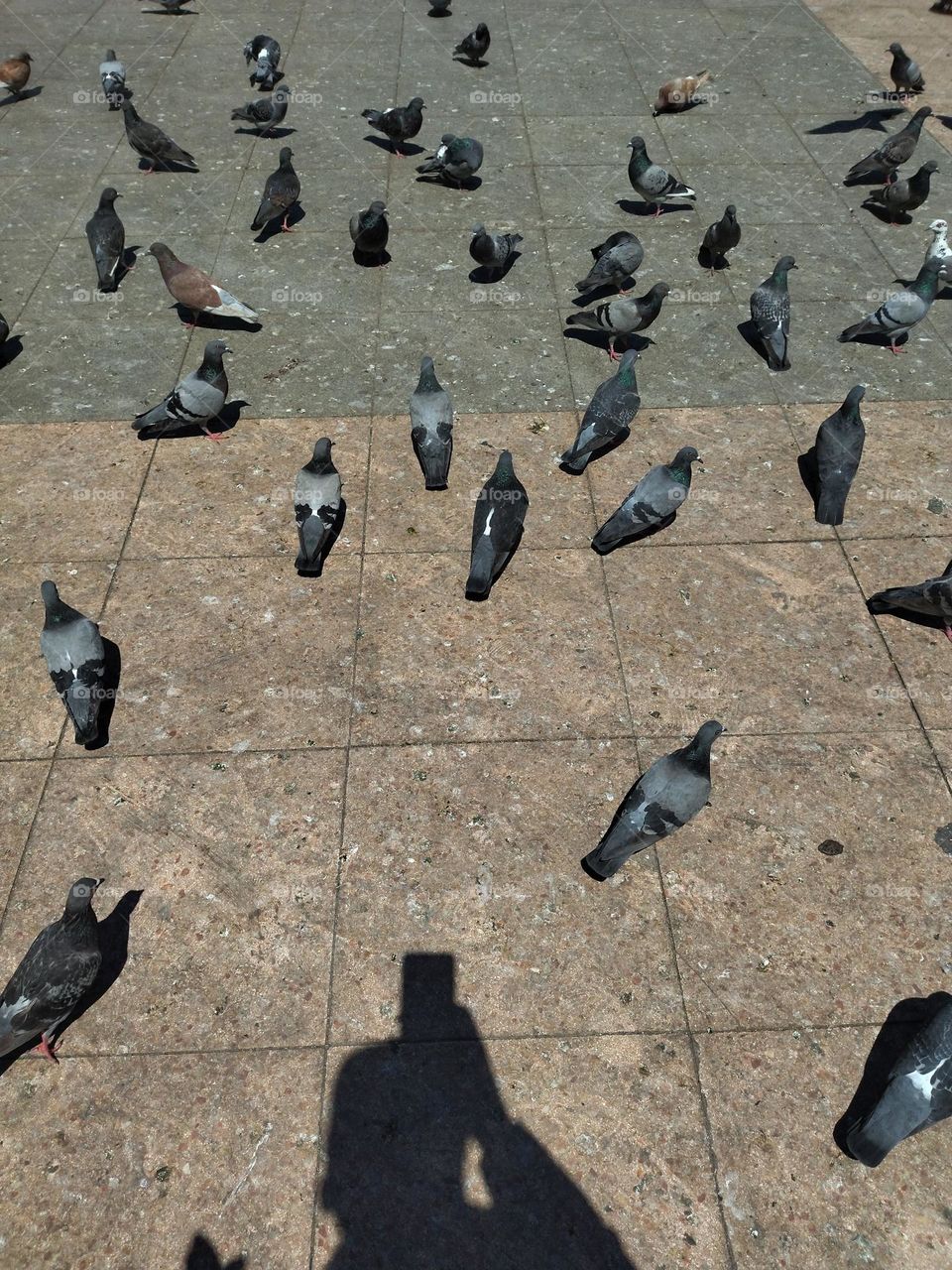 Pigeons in a urban place