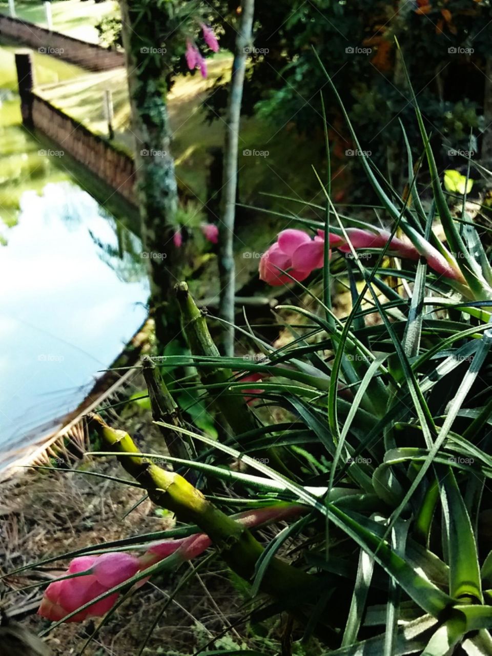Mini Bromélias arrebatando a vista do lago.