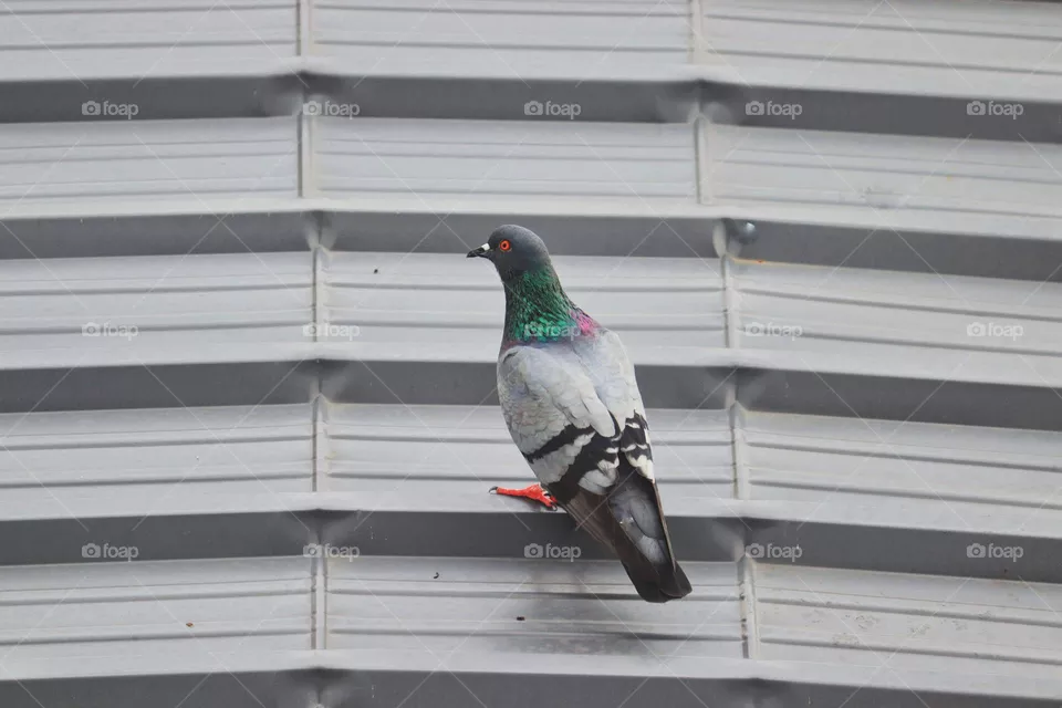 Pigeon 
