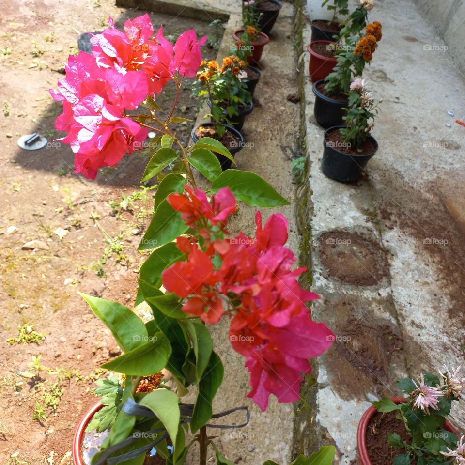 Bougainvillea Glabra is a plant that has an irregular stem shape and does not grow straight up.