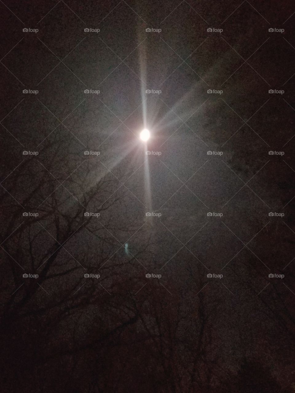 moonlight through the tree