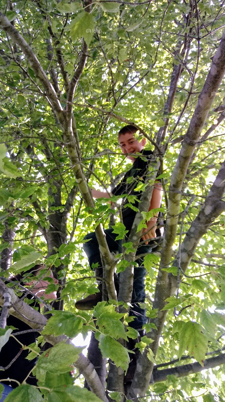 Tree Climbing