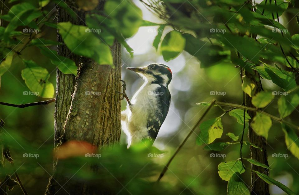 Woodpecker