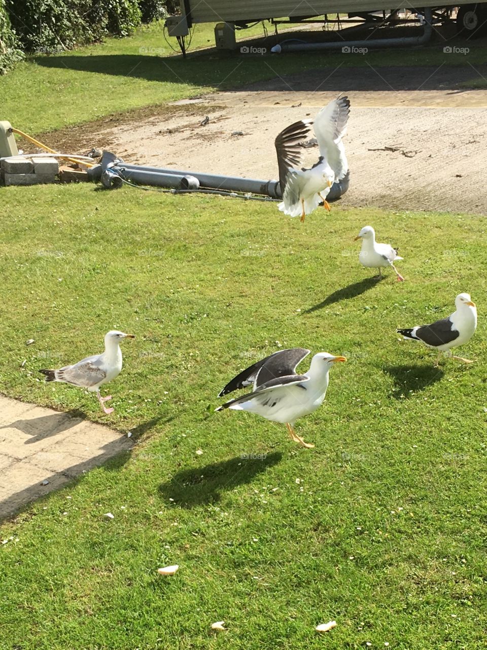 A flock of seagulls 