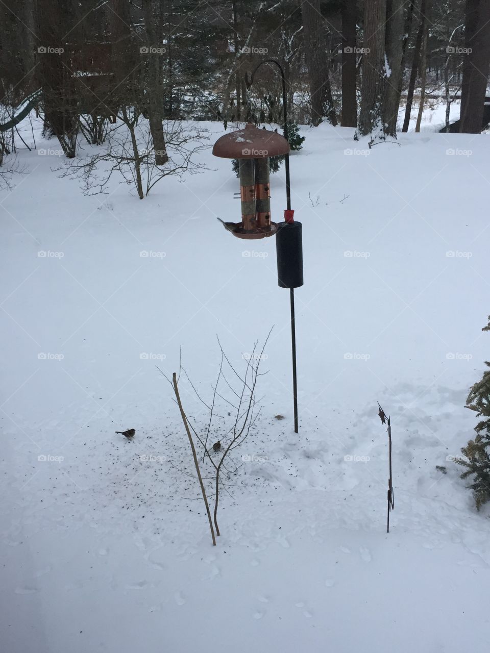 Birdies in the snow 