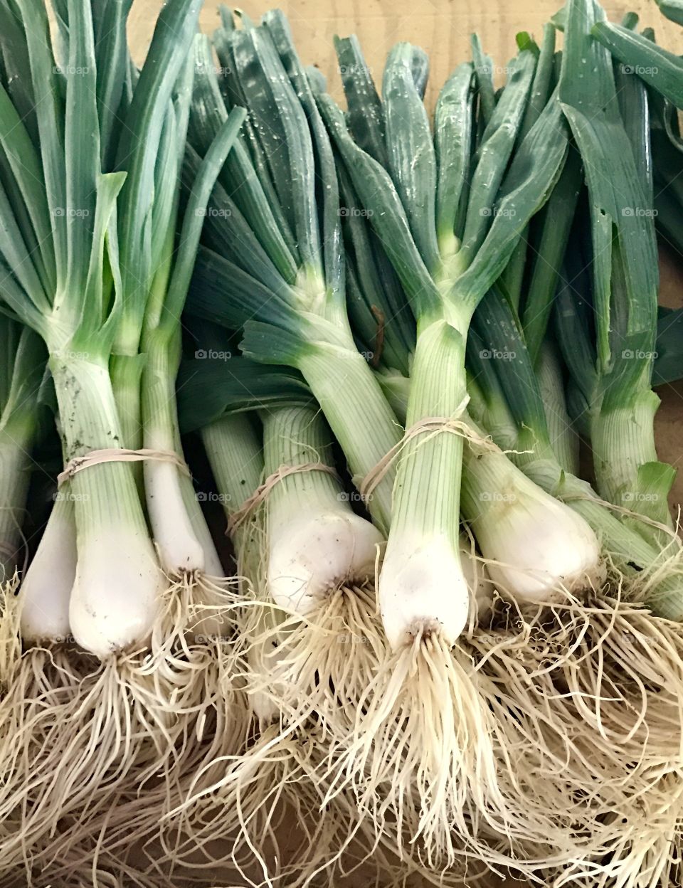 Groups of Green Onion