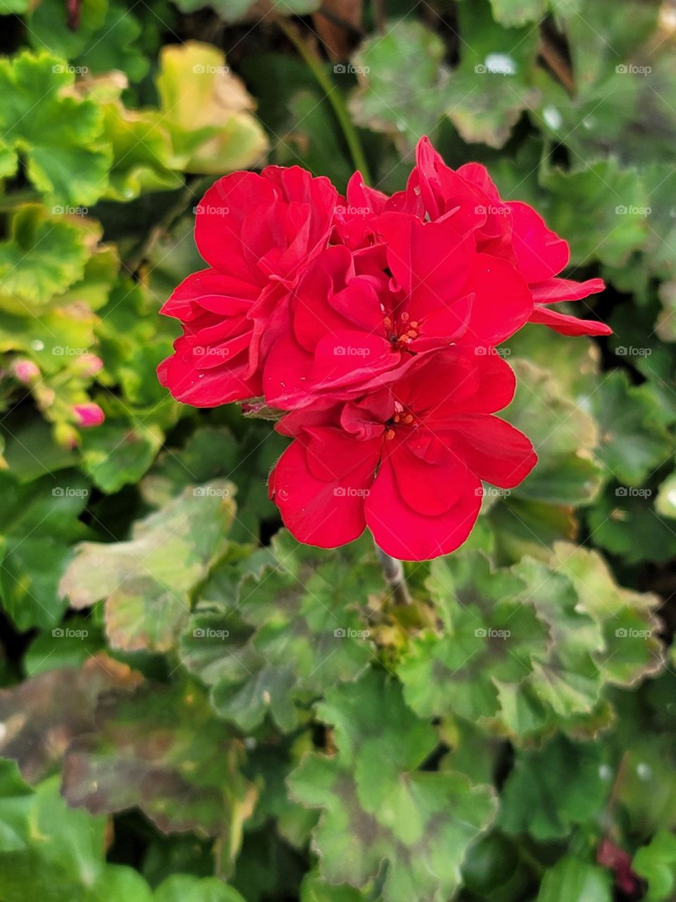 Red flower blooms