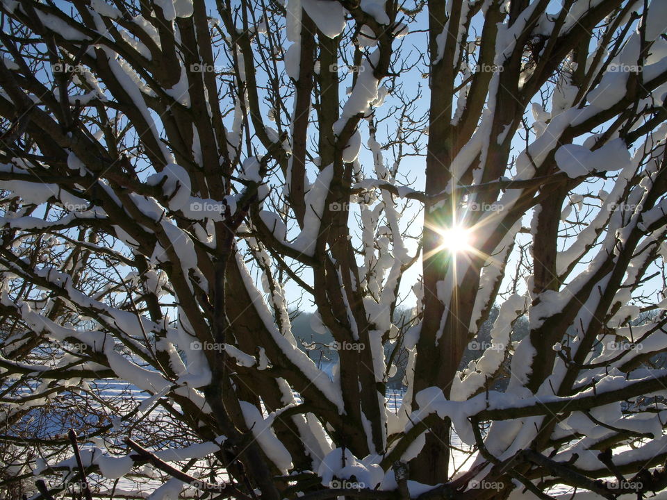 Winter sun breaking through trees