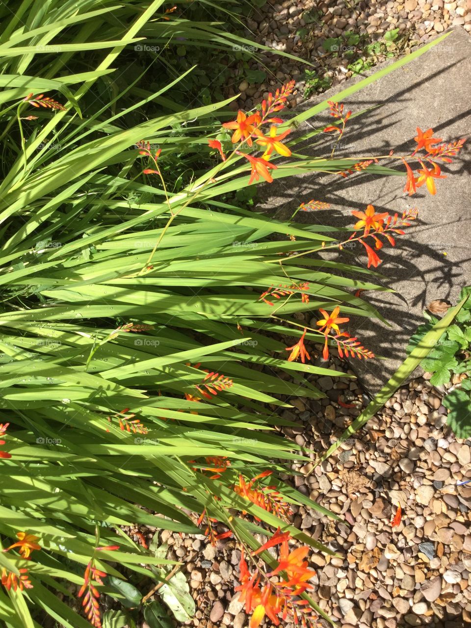 Garden. Plants