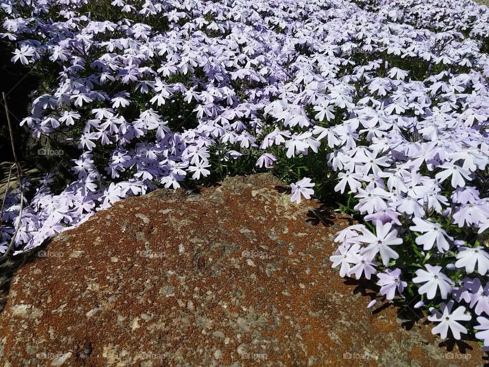 creeping phlox