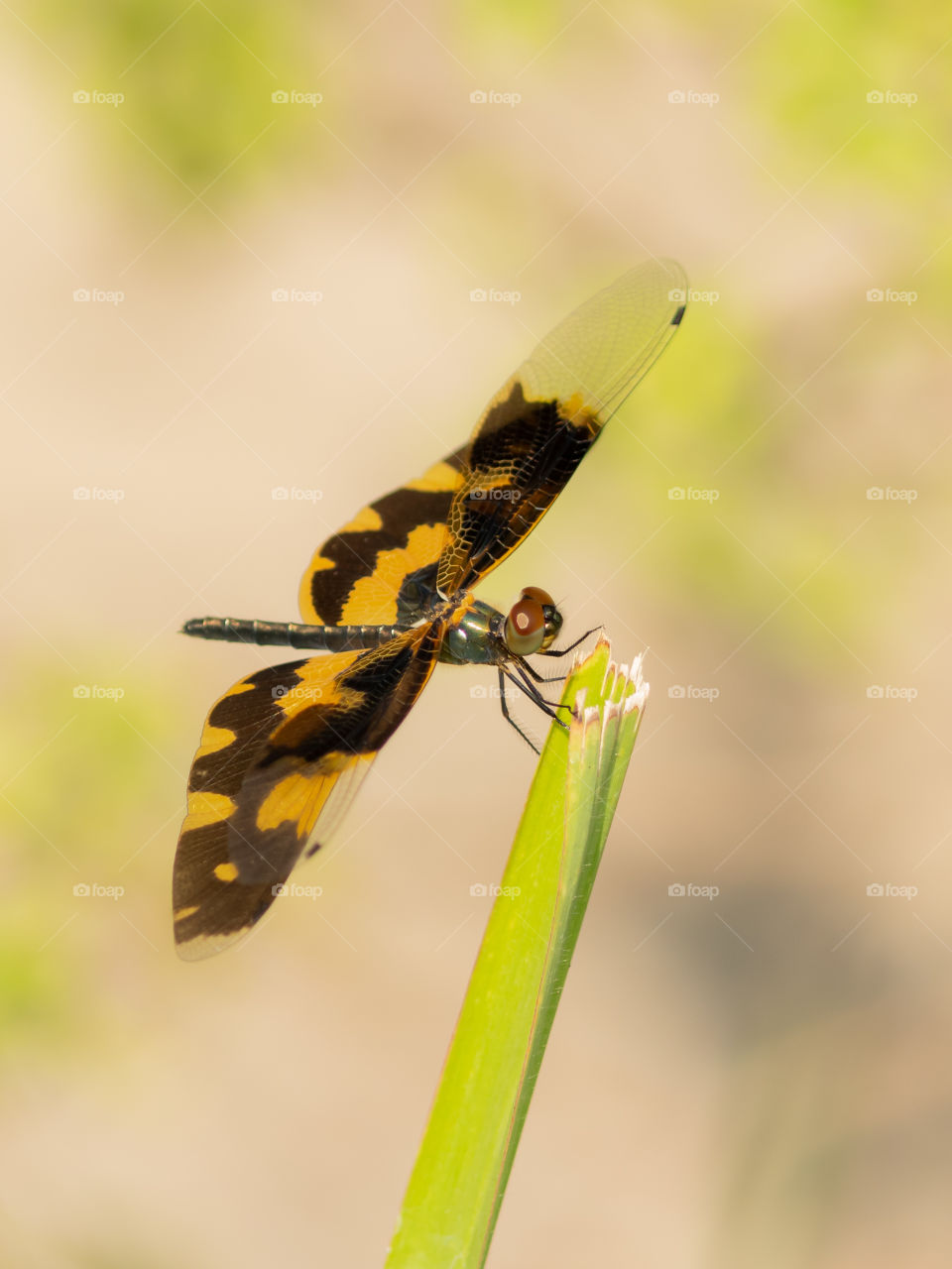 Beautiful Dragonfly