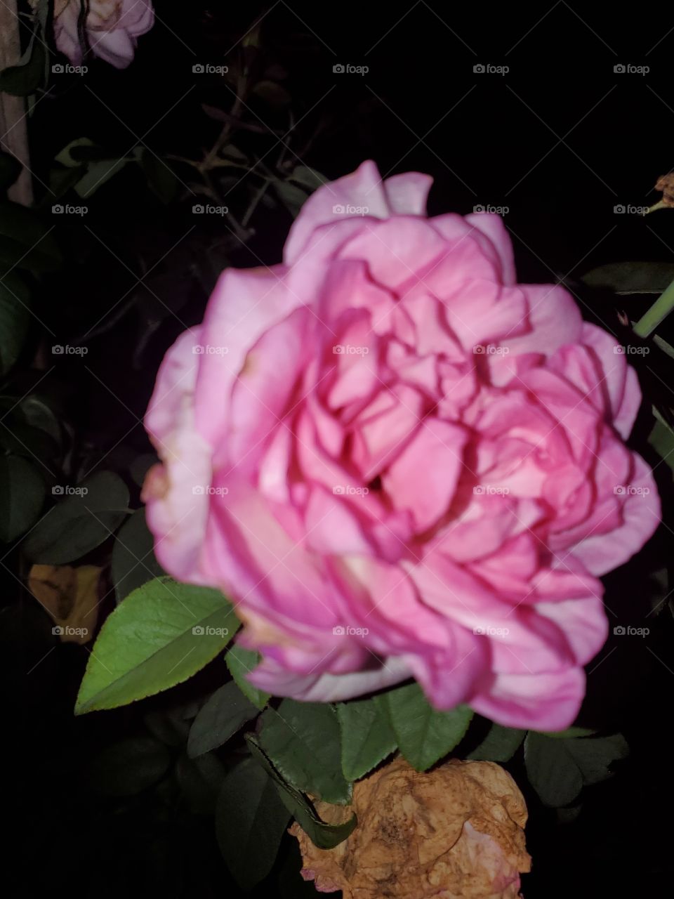 pink rose