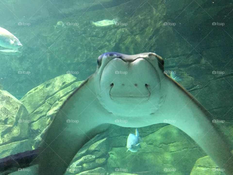 Stingray at the Ripley’s Aquarium Toronto. We were told that they are fed fresh squid. 