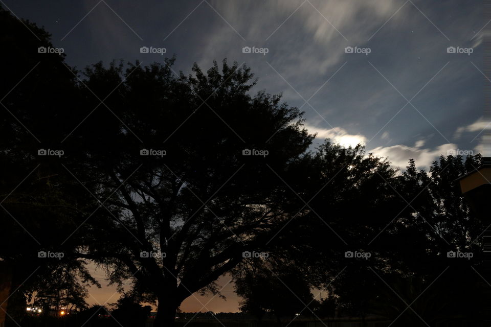 Tree backlit by moonlight