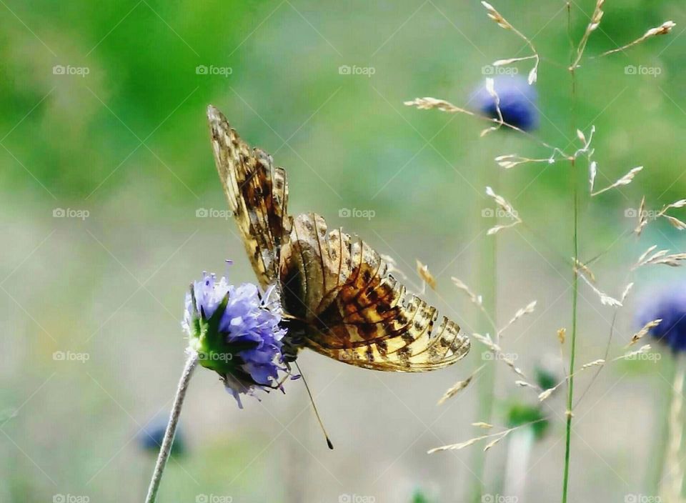 Butterfly on purple flower