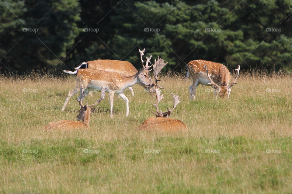 Mammal, Deer, Wildlife, Grass, Animal