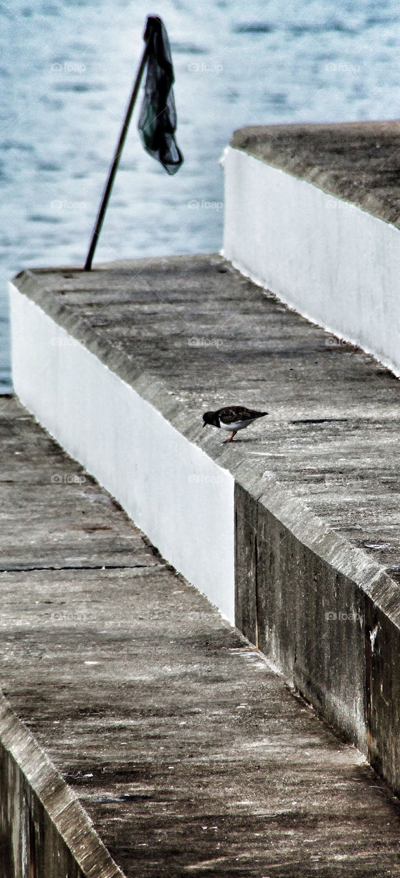 funny bird step jump by geebee