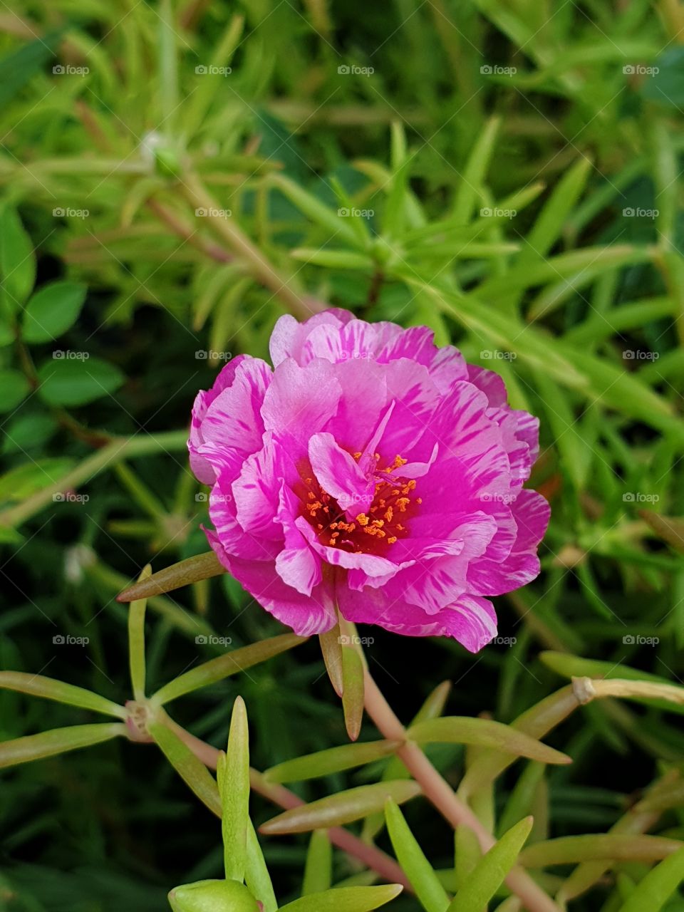 the portulaca grandiflora