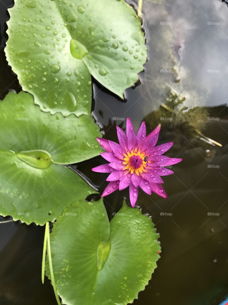 Purple lotus flower plant in Thailand 