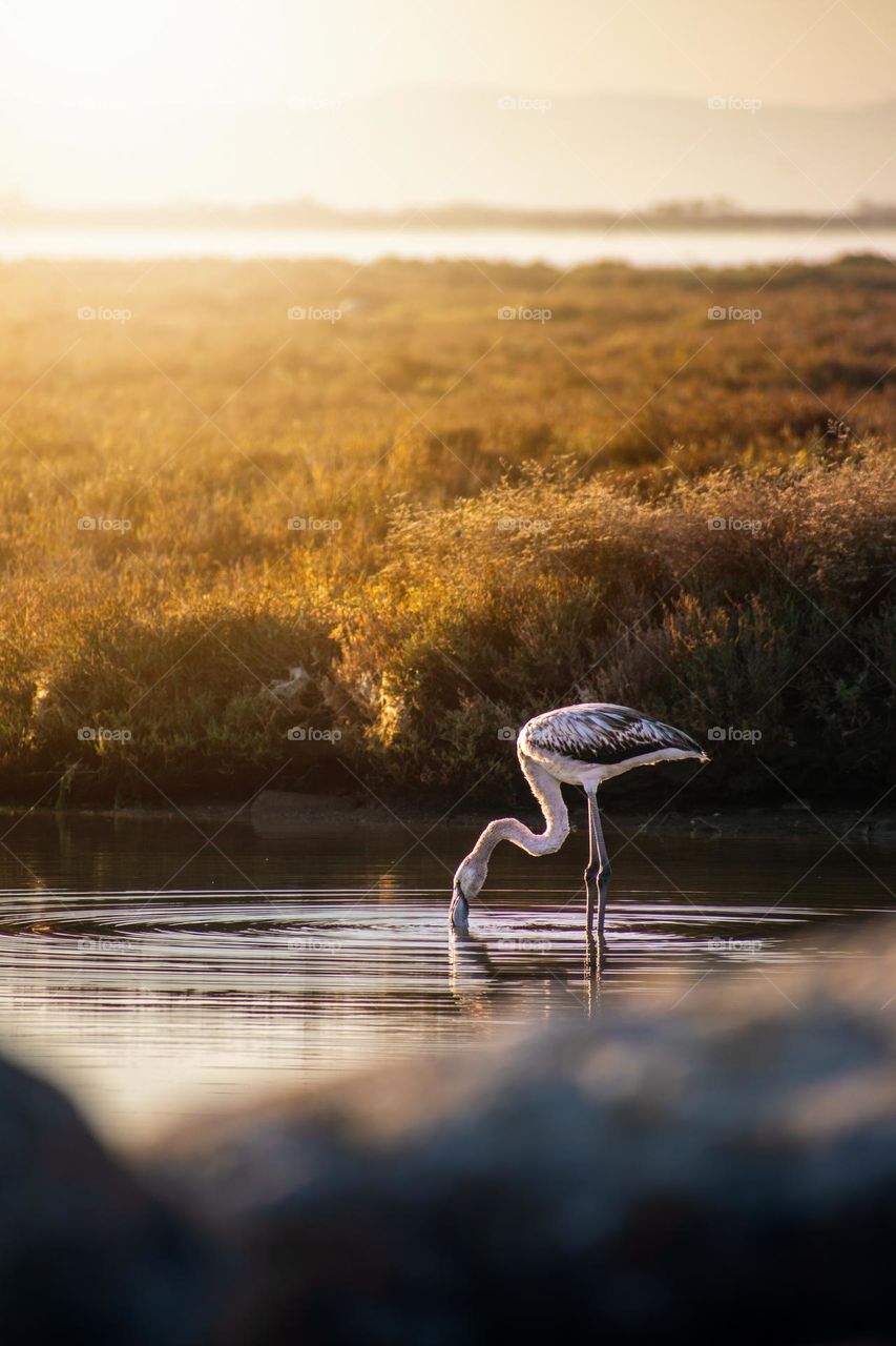 A young, born this year Flamingo drinks water from this lagoon.